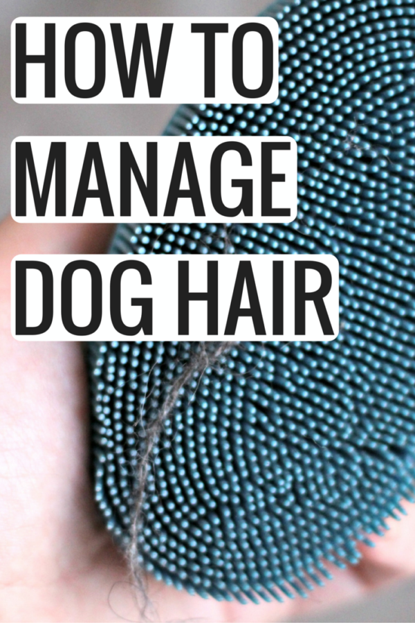 how-to-control-dog-hair-shedding