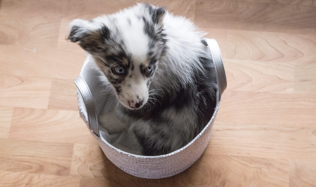 Gift Basket for a Visiting Pet