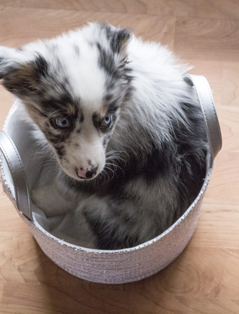 Gift Basket for a Visiting Pet