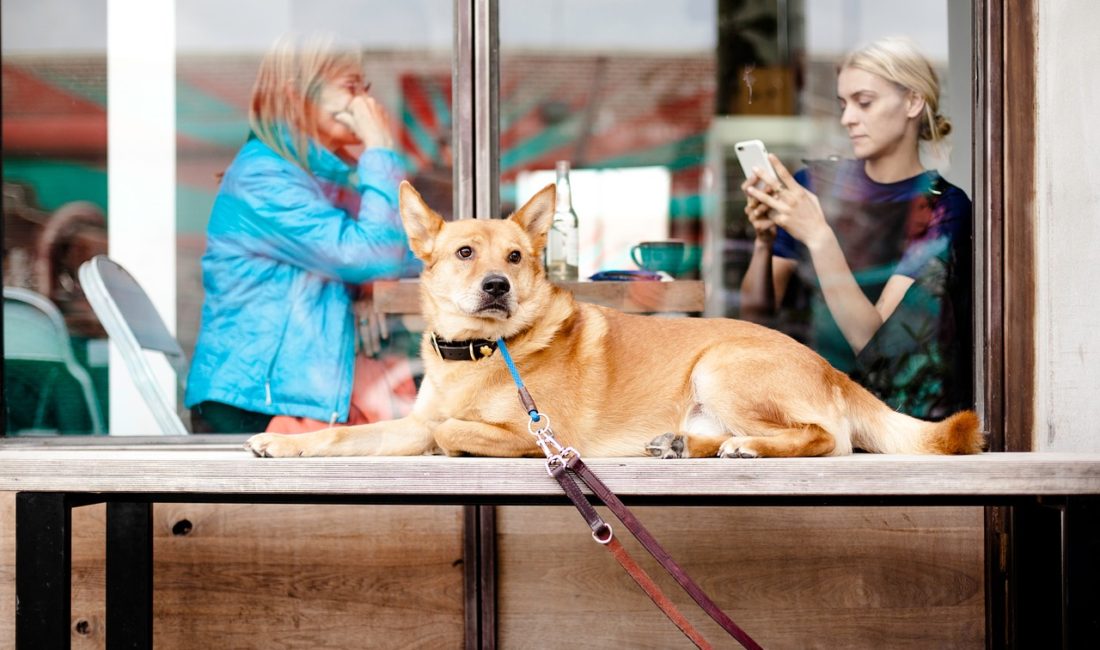 Great restaurants you can bring your pet to in Waco