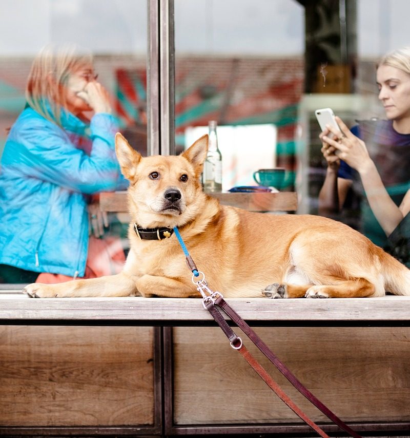 Great restaurants you can bring your pet to in Waco