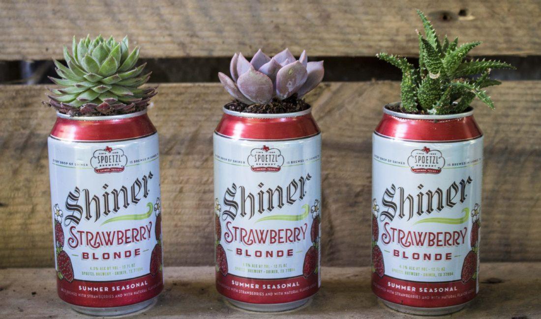 How to Make Succulent Planters out of Beer Cans