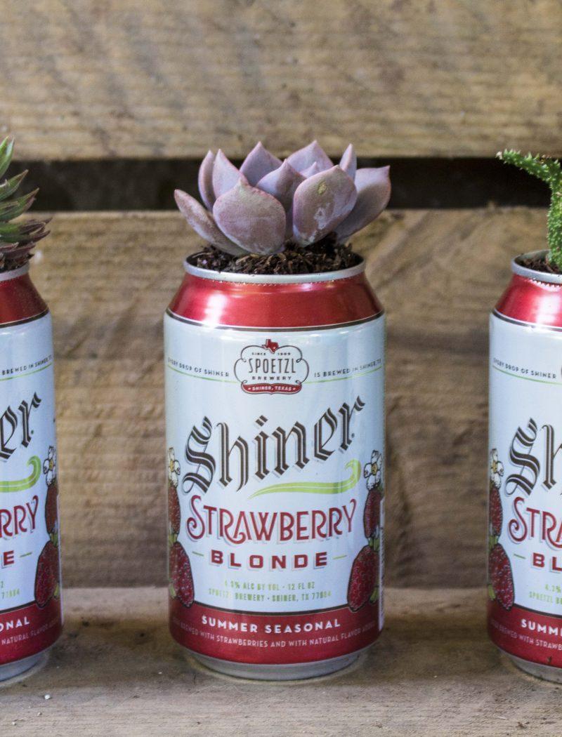 How to Make Succulent Planters out of Beer Cans