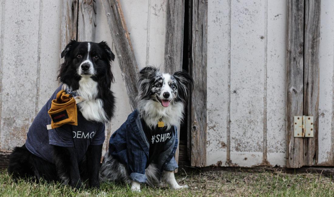 Chip and Joanna Gaines costume - for dogs!