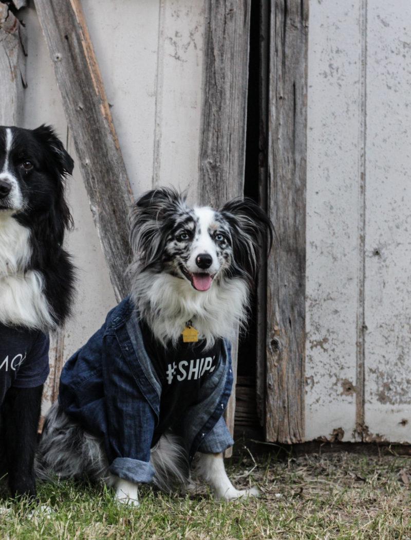 Chip and Joanna Gaines costume - for dogs!