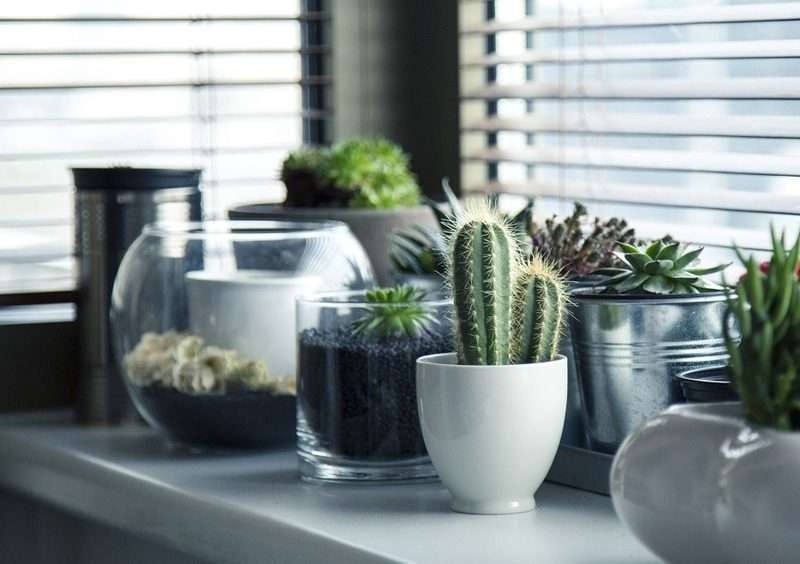 Fake plants you need to buy if you can't keep anything green alive