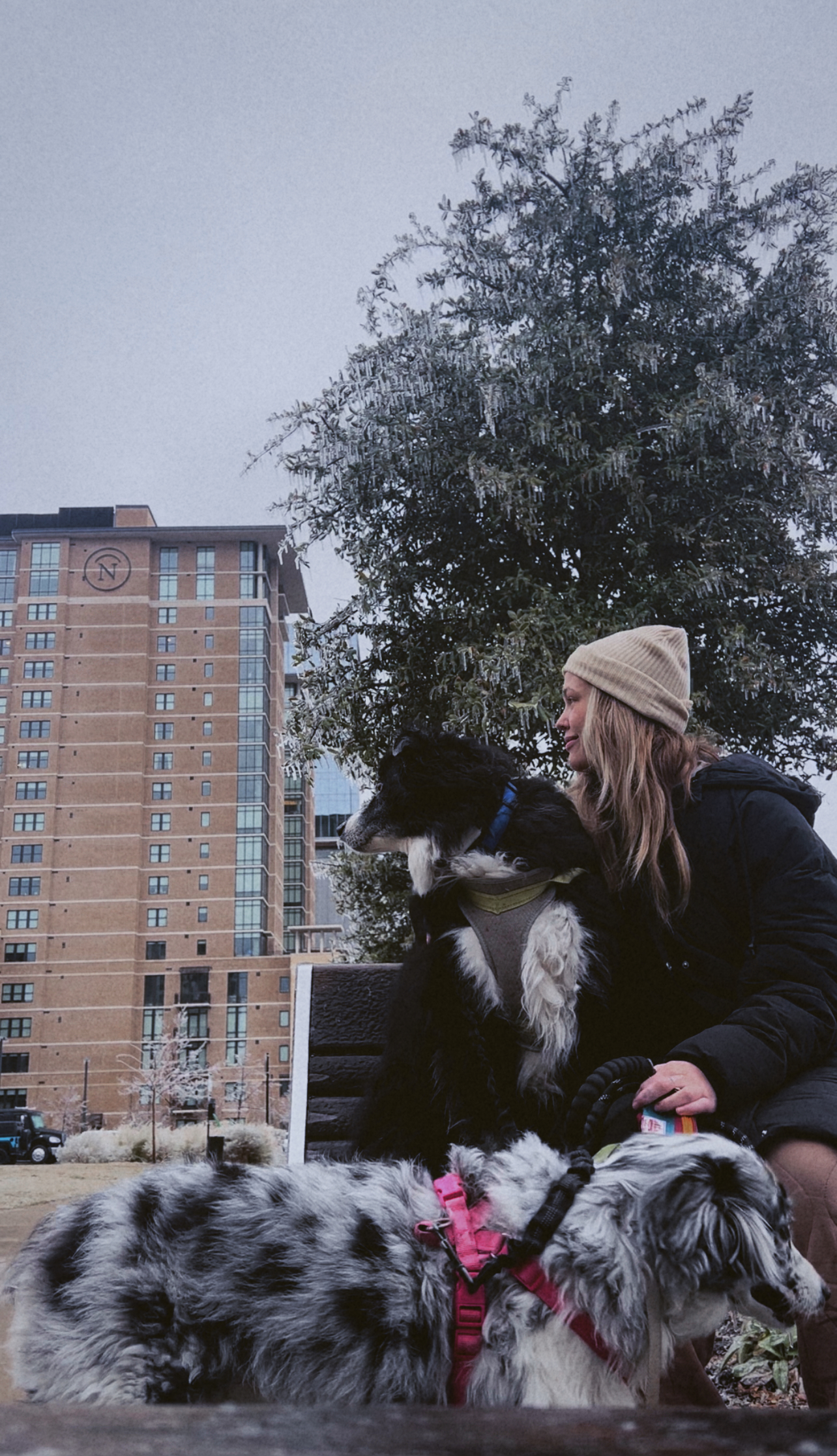 Girl looking at the distance with her two australian shepherds and a building in the distance. prioritize your mental health